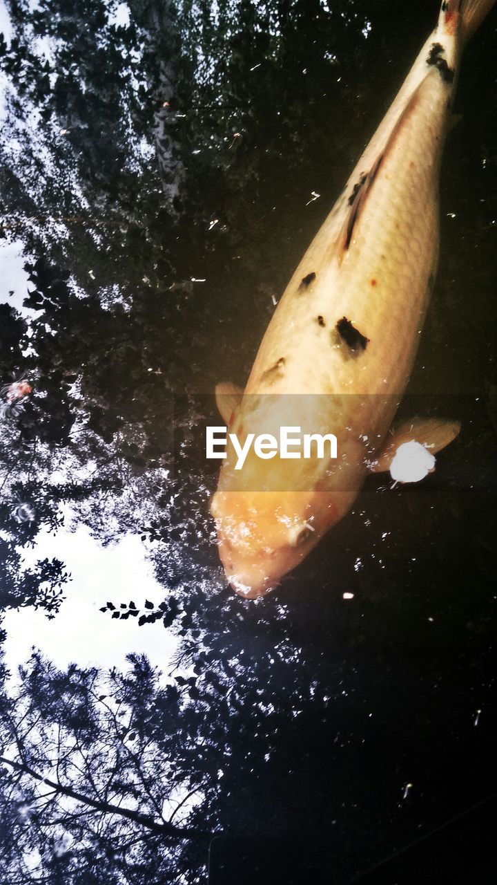 High angle view of koi carp in lake with reflection of trees