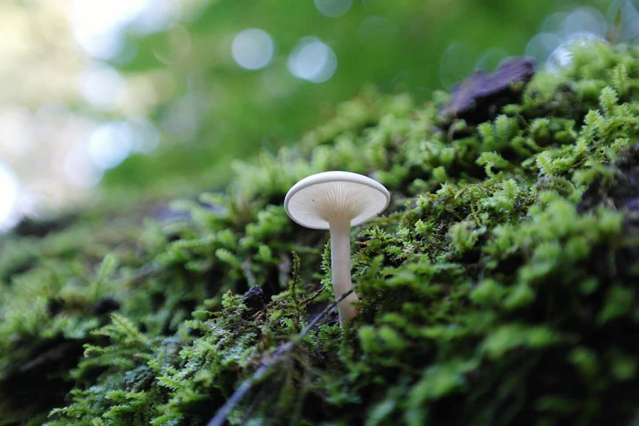 Close-up of moss growing on tree trunk