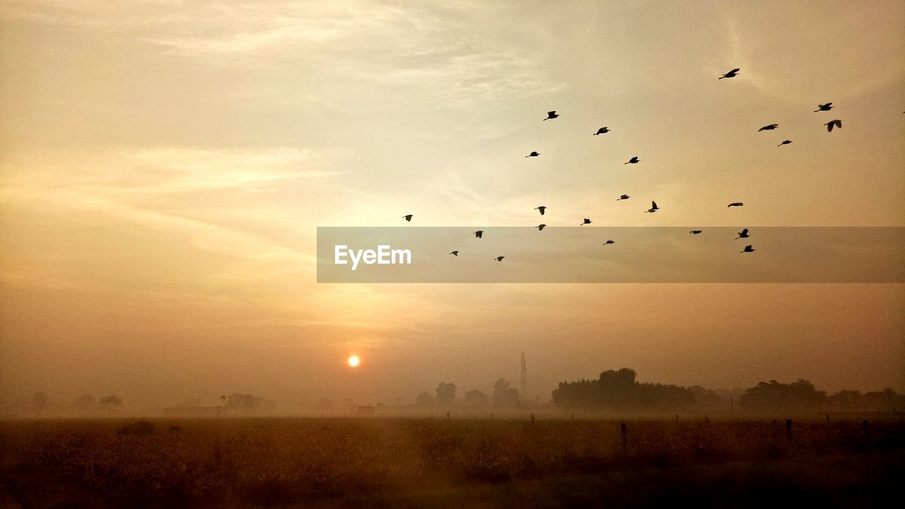 BIRDS FLYING IN SKY AT SUNSET