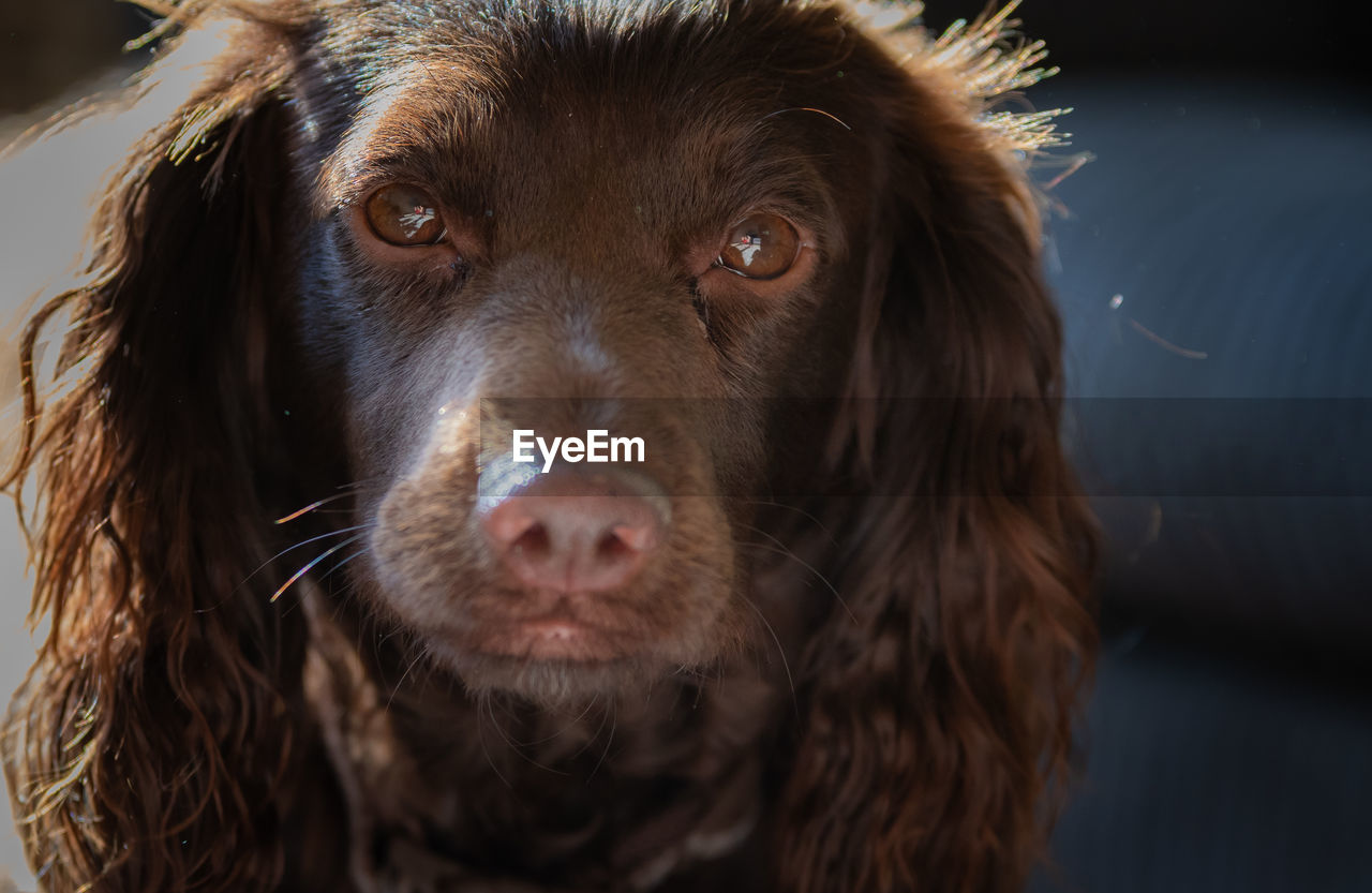 CLOSE-UP PORTRAIT OF DOG WITH MOUTH OPEN