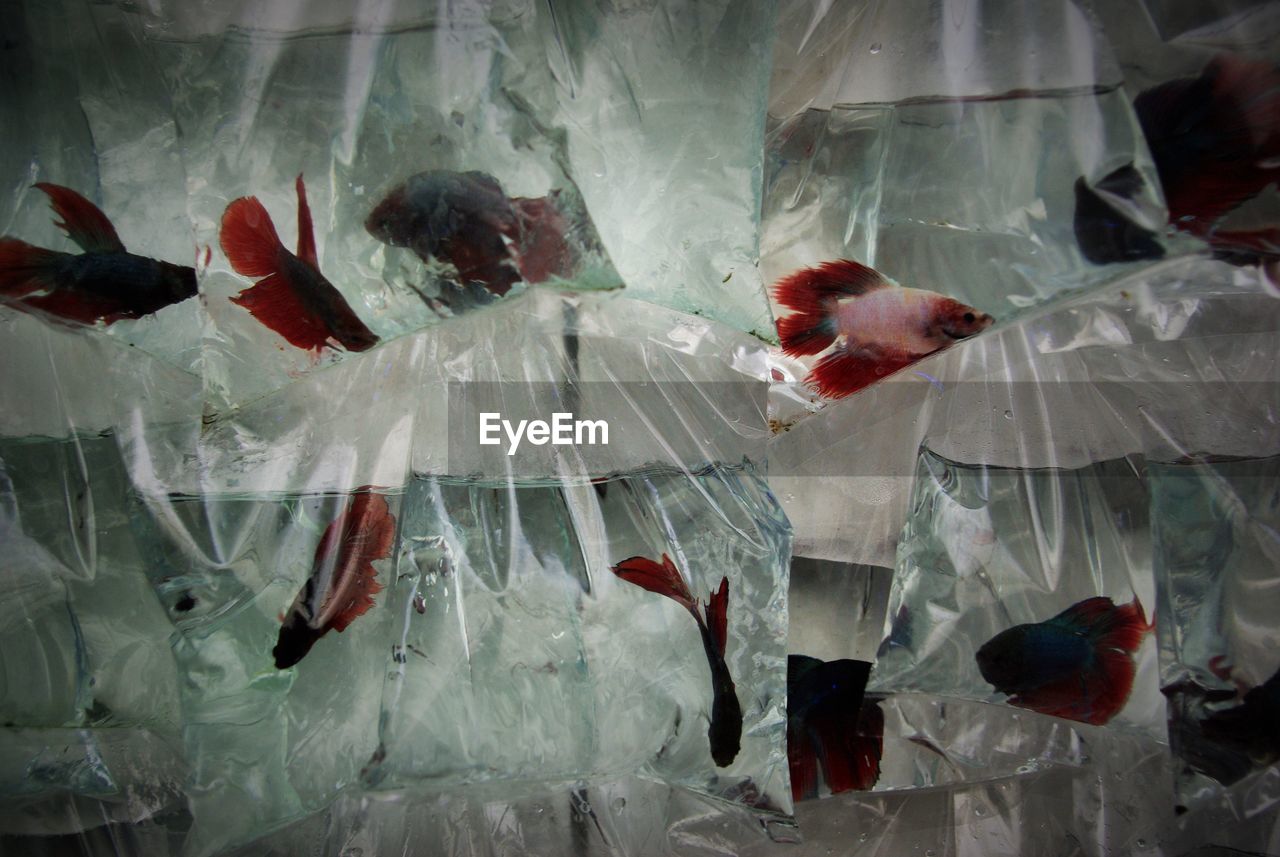 Fish swimming in plastic bags in store