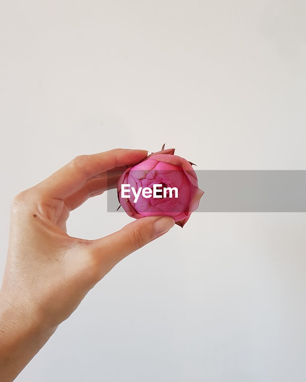 Close-up of hand holding pink rose against white background