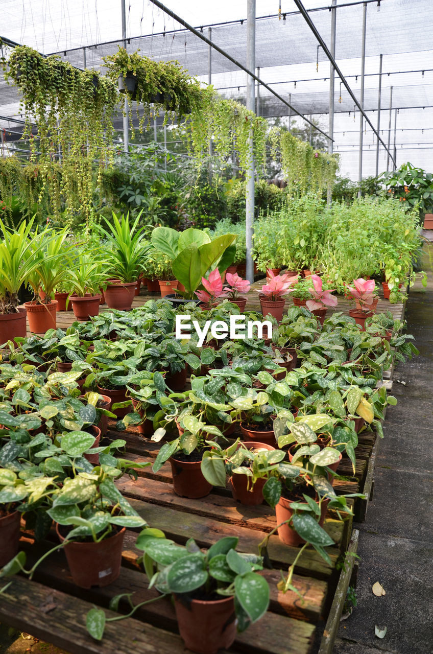 View of plants in greenhouse