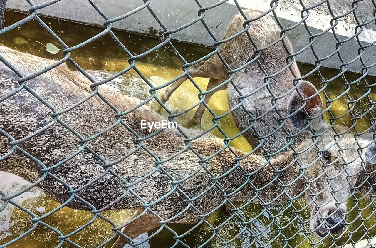 CLOSE-UP OF CHAINLINK FENCE