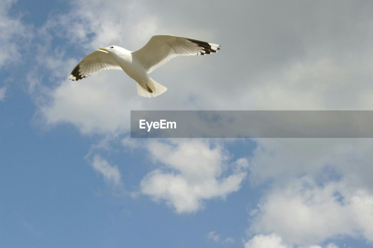 Low angle view of seagull flying in cloudy sky
