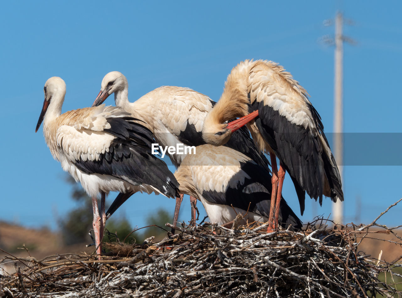 BIRDS IN NEST