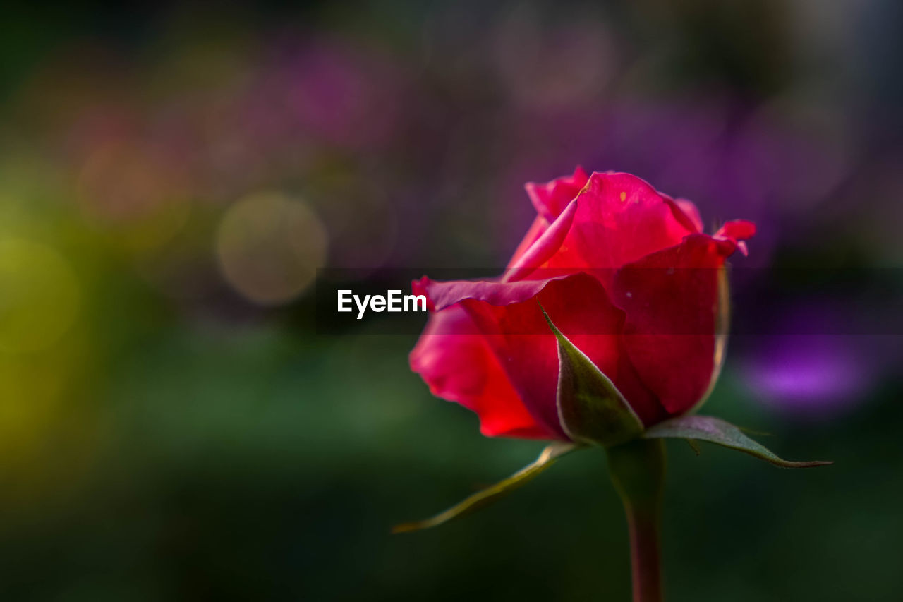 CLOSE-UP OF RED ROSE