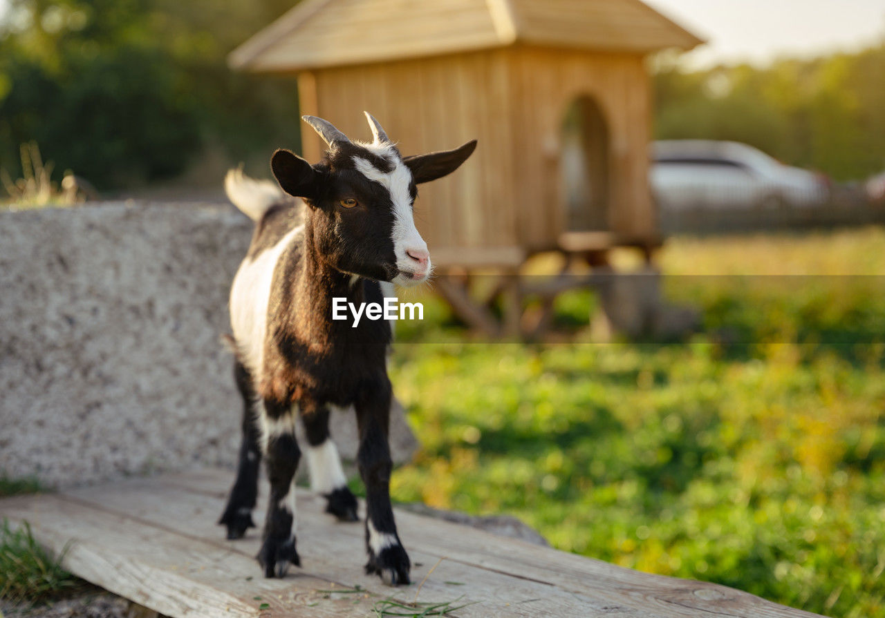 mammal, animal, animal themes, domestic animals, pet, one animal, livestock, nature, farm, rural area, cattle, rural scene, wood, no people, focus on foreground, agriculture, portrait, outdoors, architecture, standing, day, landscape, plant, grass, animal wildlife, looking at camera, pasture