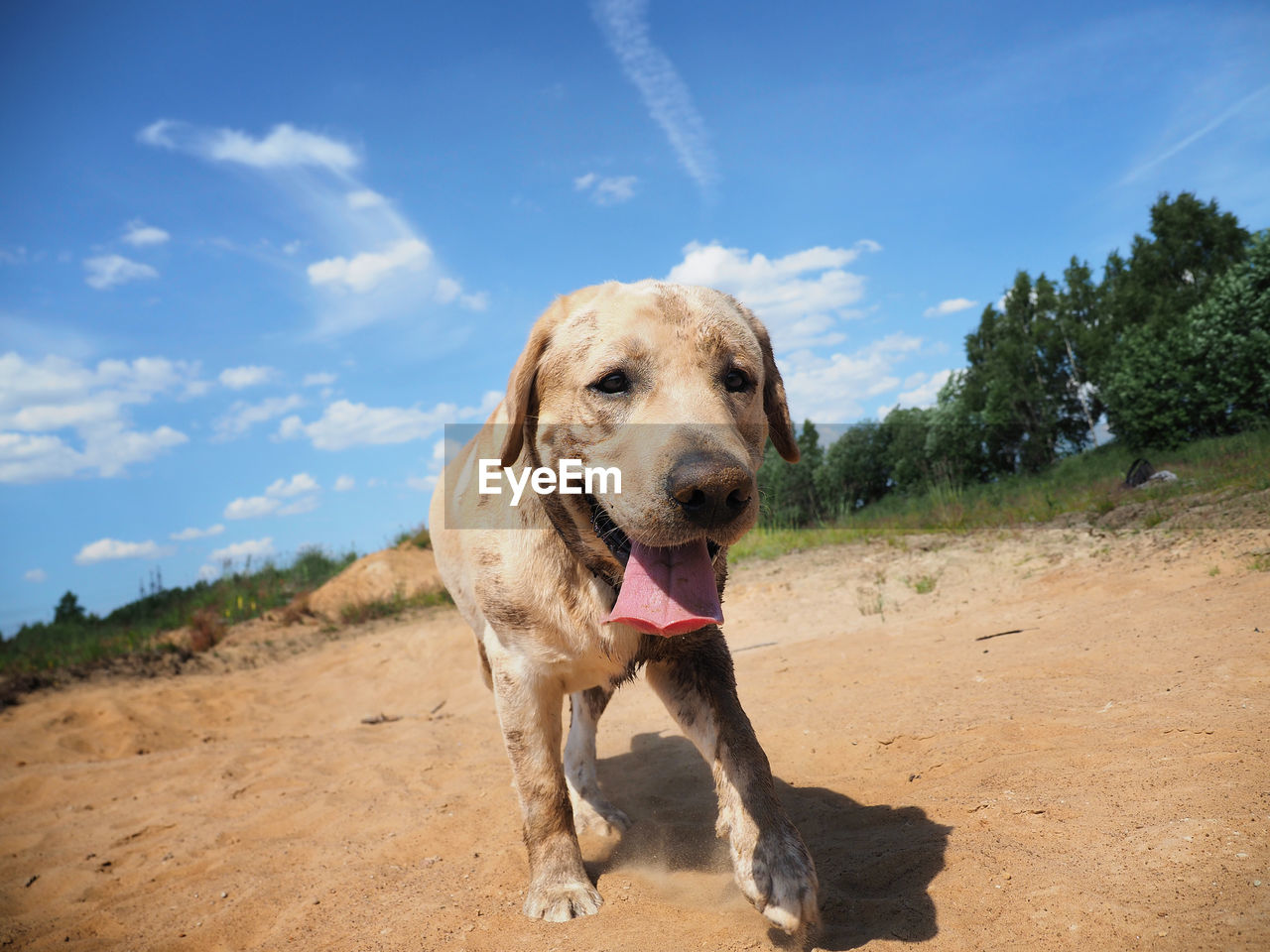 PORTRAIT OF DOG LOOKING AWAY ON LAND