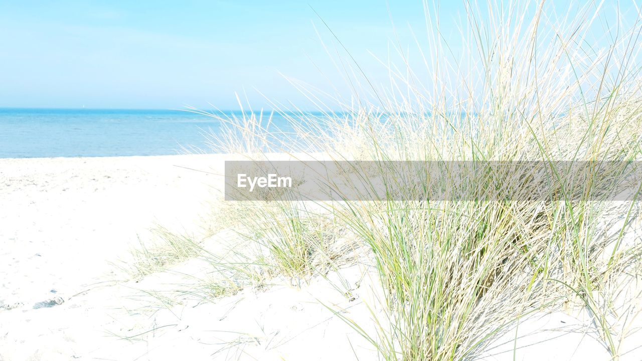 PLANTS ON BEACH AGAINST SKY