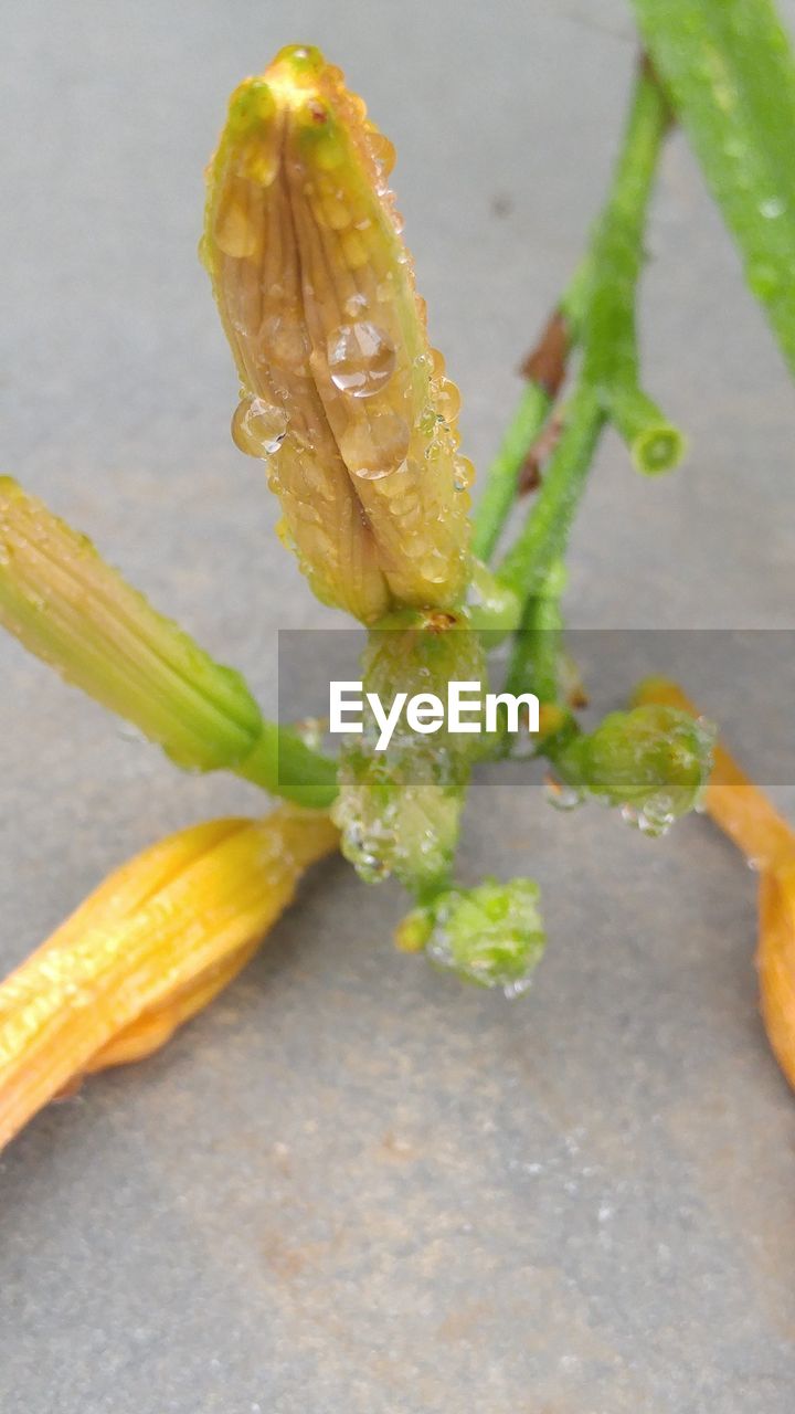 CLOSE-UP OF PLANT WITH WATER DROPS ON LEAF