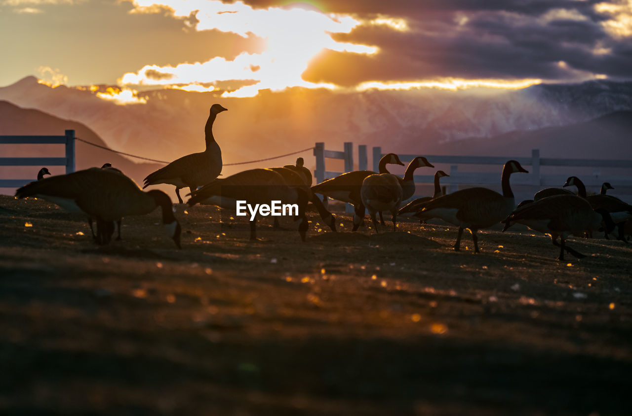 View of birds at beach during sunset