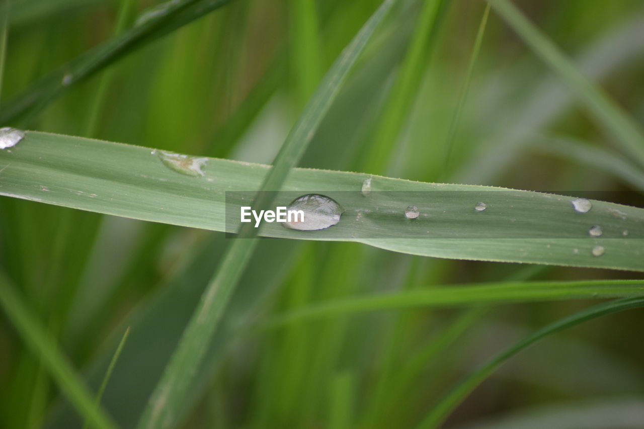 CLOSE-UP OF WATER DROPS ON LEAF