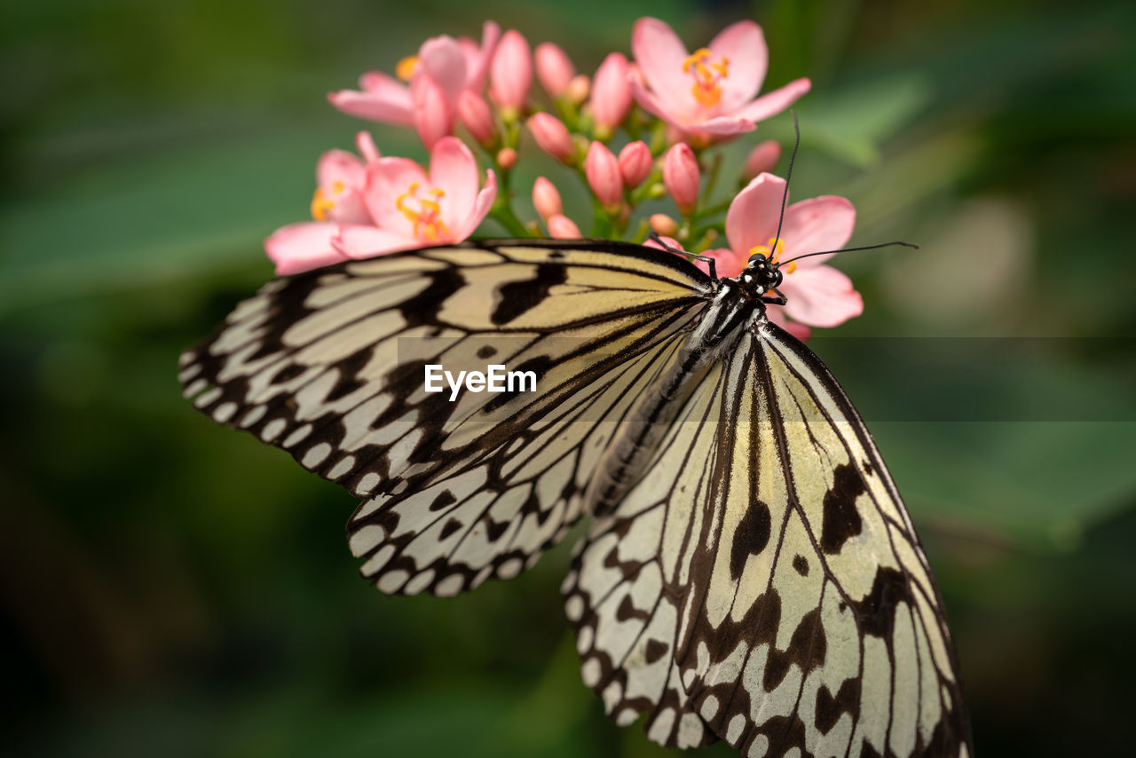 CLOSE-UP OF BUTTERFLY POLLINATING ON PURPLE FLOWER