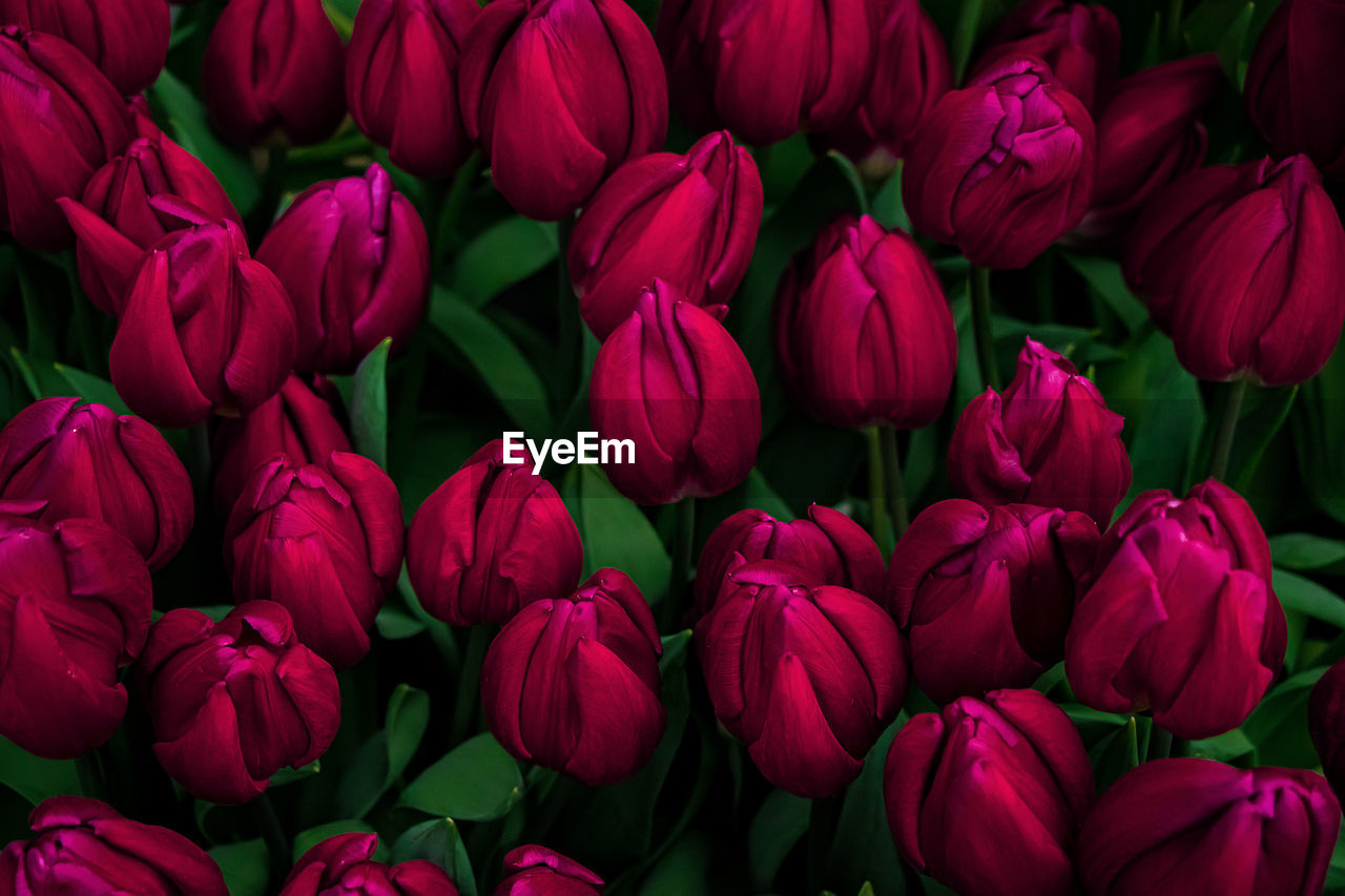 Close-up of red tulips. color of the year 2023 - viva magenta