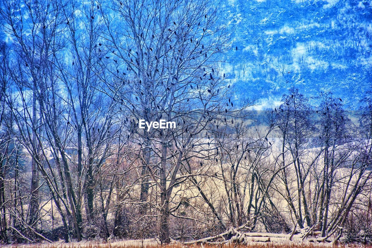 BARE TREES IN WINTER AGAINST BLUE SKY