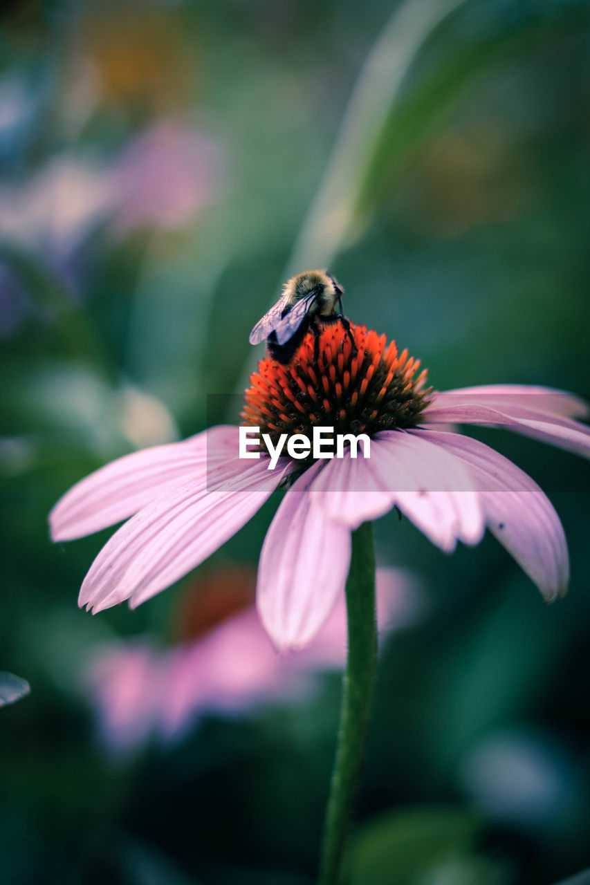 Bee pollinating on eastern purple coneflower