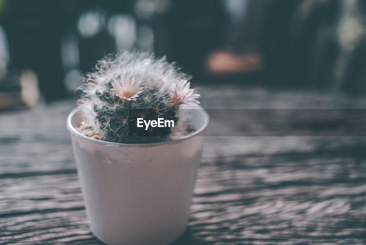 CLOSE-UP OF POTTED CACTUS FLOWER POT