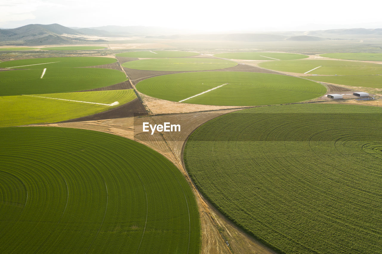 Green crop circles grow in a remove nevada desert