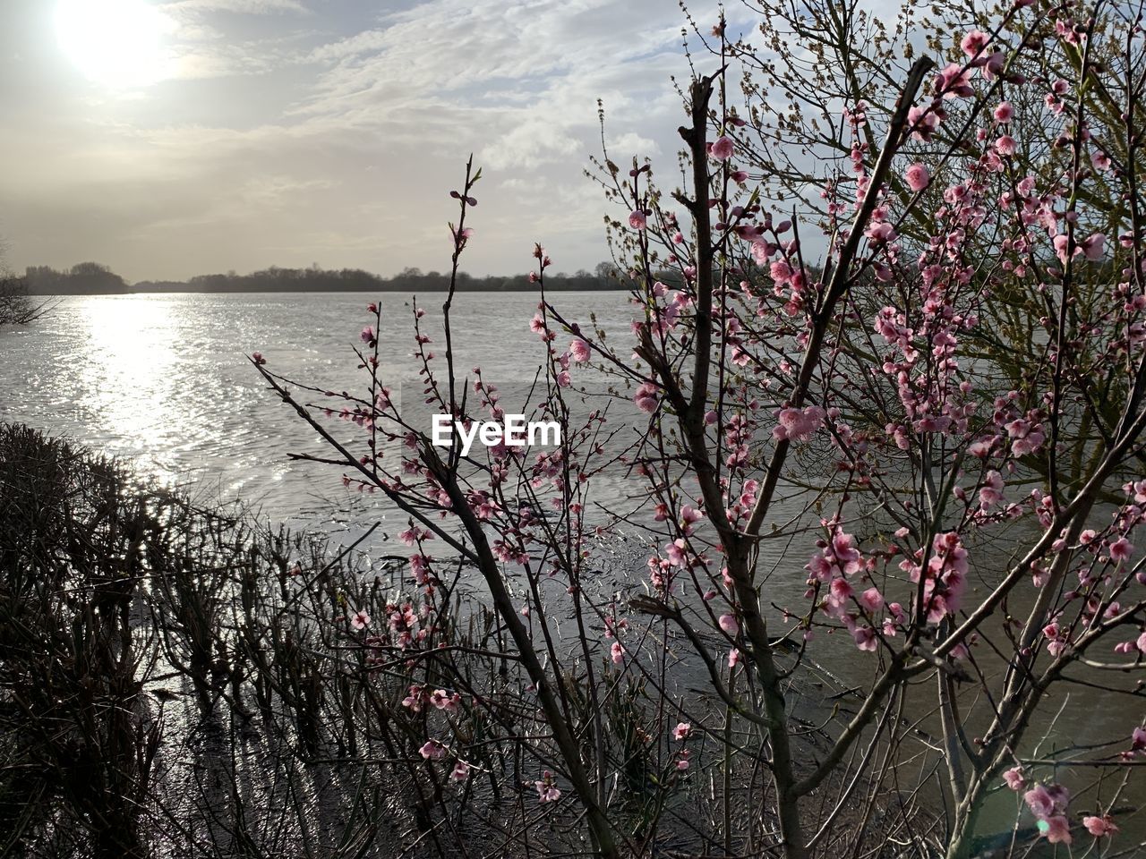 PINK CHERRY BLOSSOMS IN LAKE AGAINST SKY