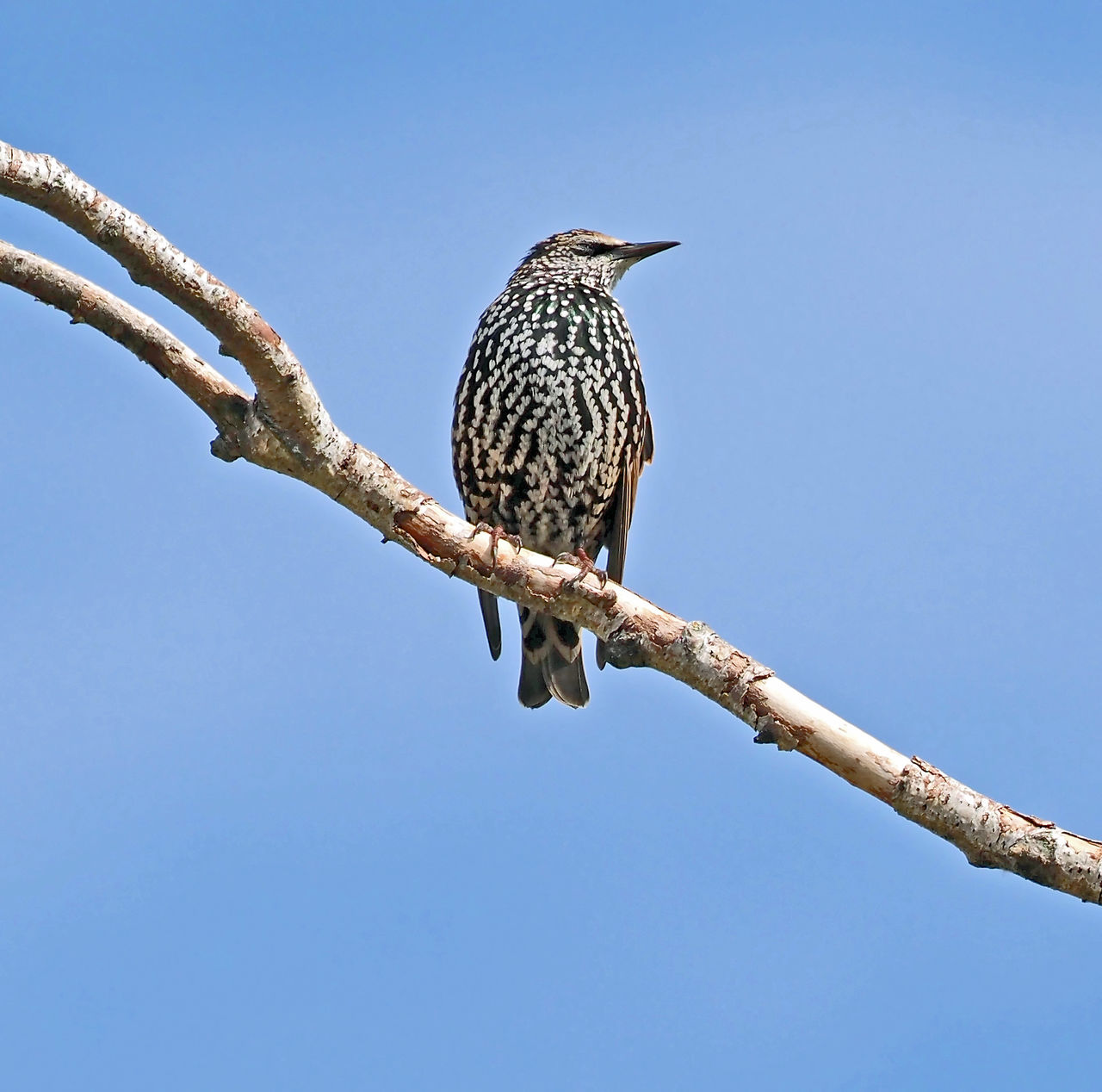 bird, animal, animal themes, animal wildlife, wildlife, perching, branch, blue, clear sky, one animal, sky, tree, nature, beak, no people, sunny, low angle view, day, bird of prey, plant, outdoors, full length, hawk, copy space