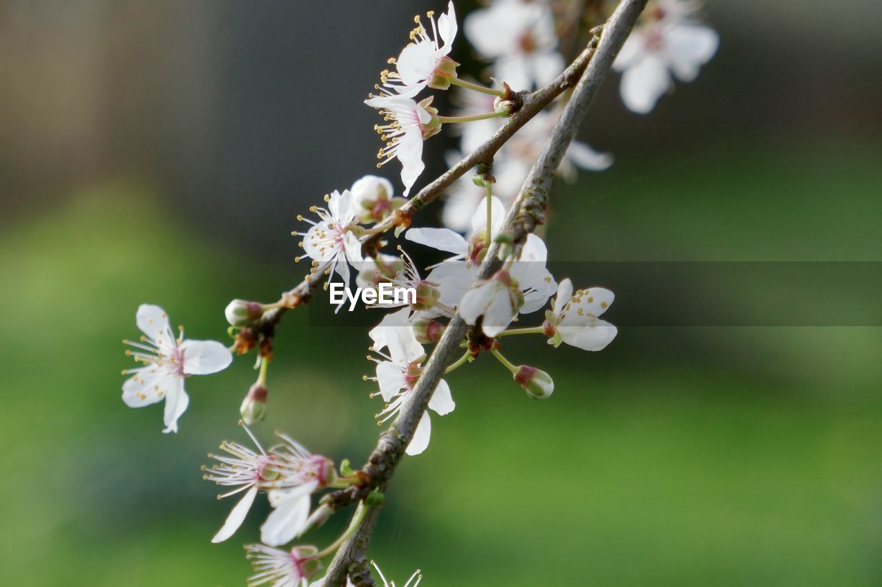 CLOSE-UP OF CHERRY BLOSSOM