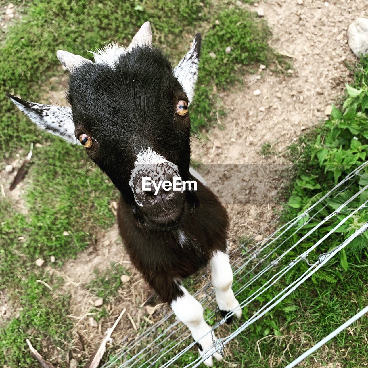HIGH ANGLE VIEW OF A GOAT ON GROUND