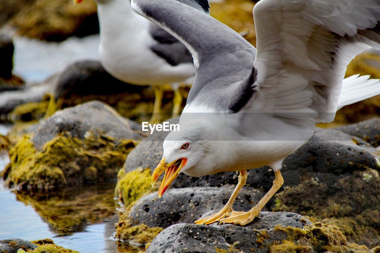 Close-up of seagull on rock