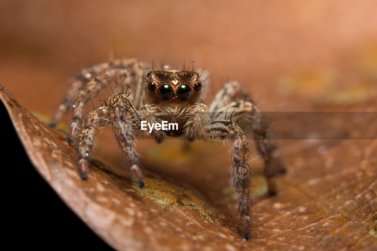 CLOSE-UP VIEW OF SPIDER