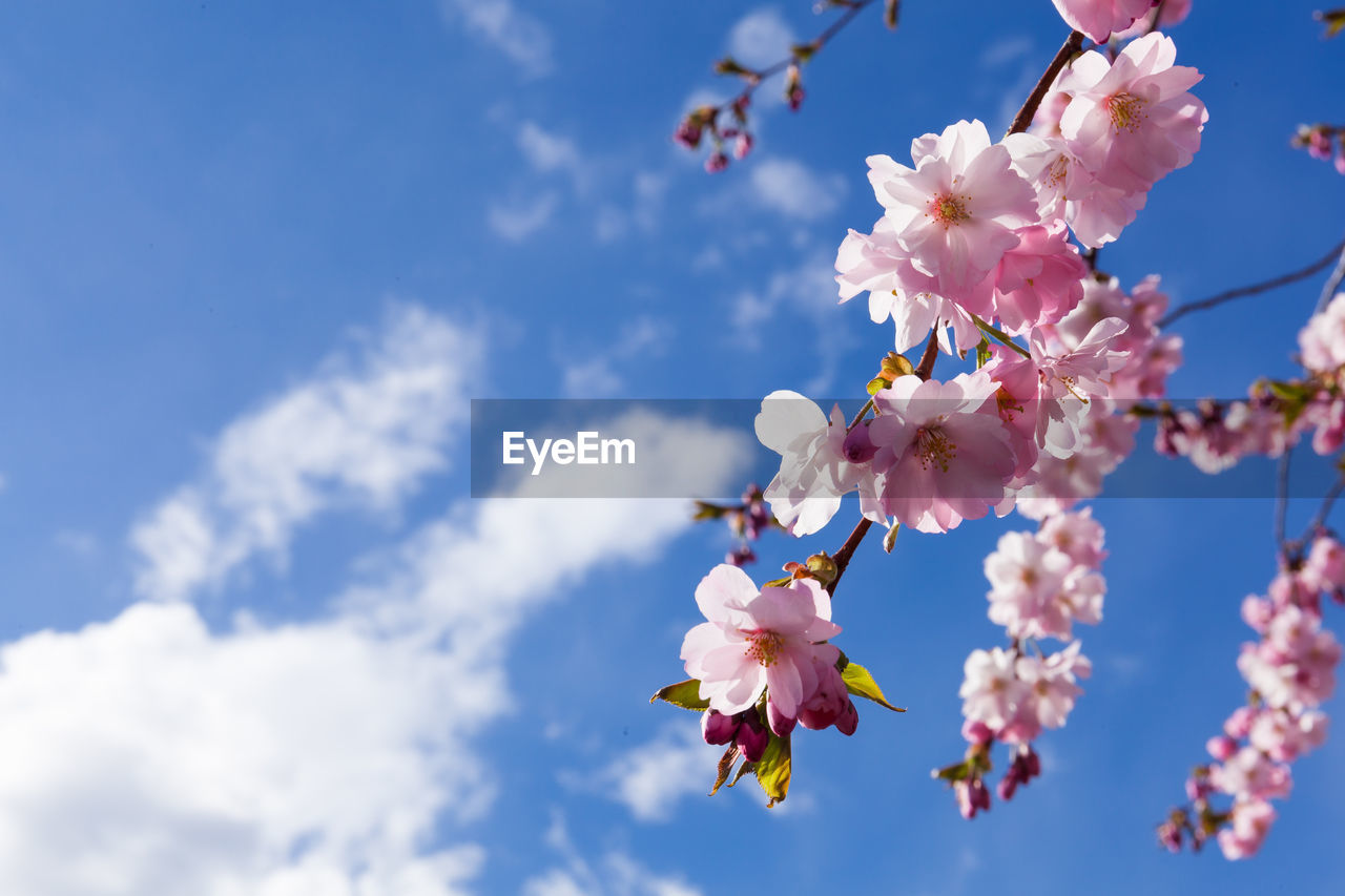 Close-up of pink cherry blossoms blooming against sky