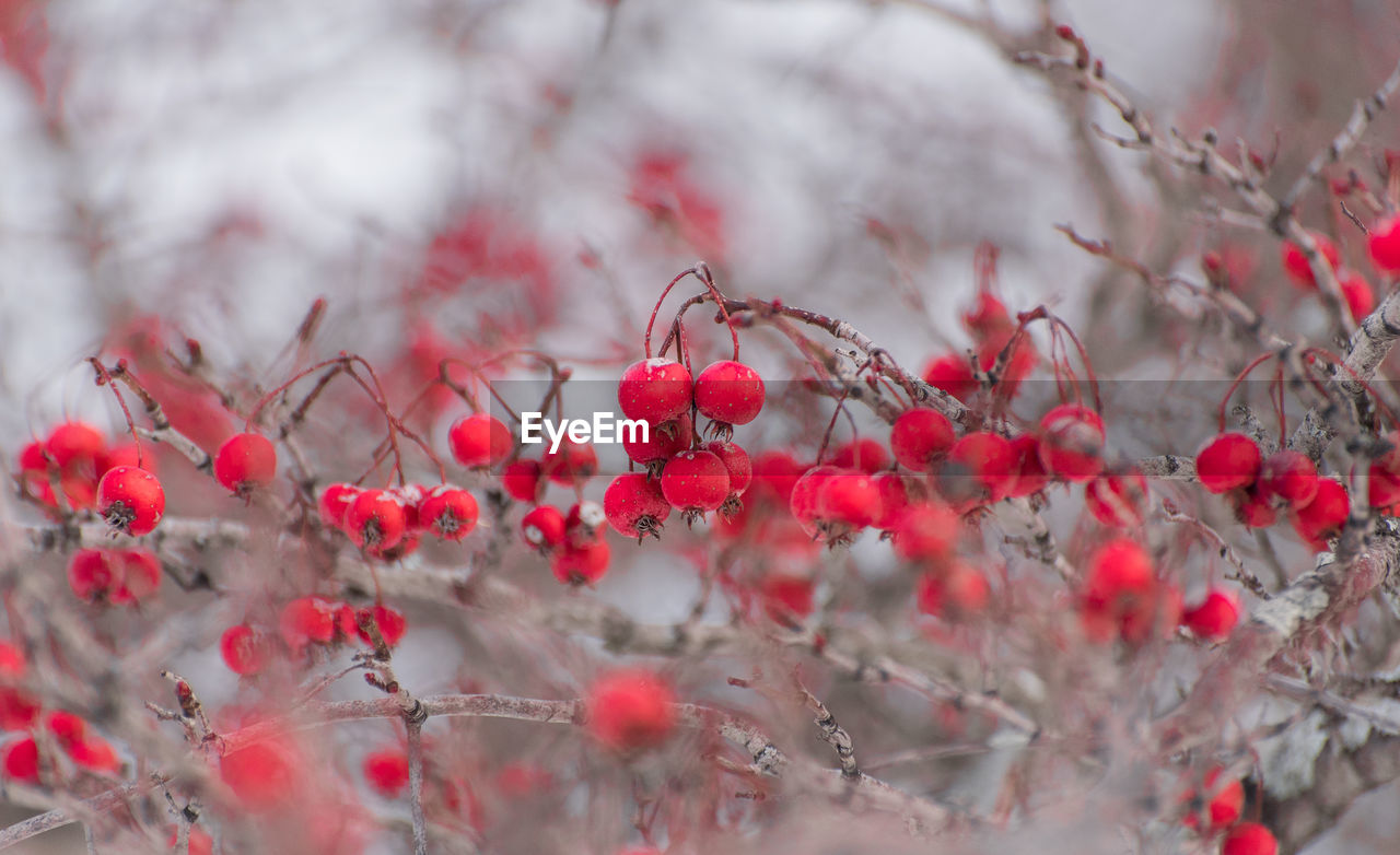 Close-up of red berries growing on tree