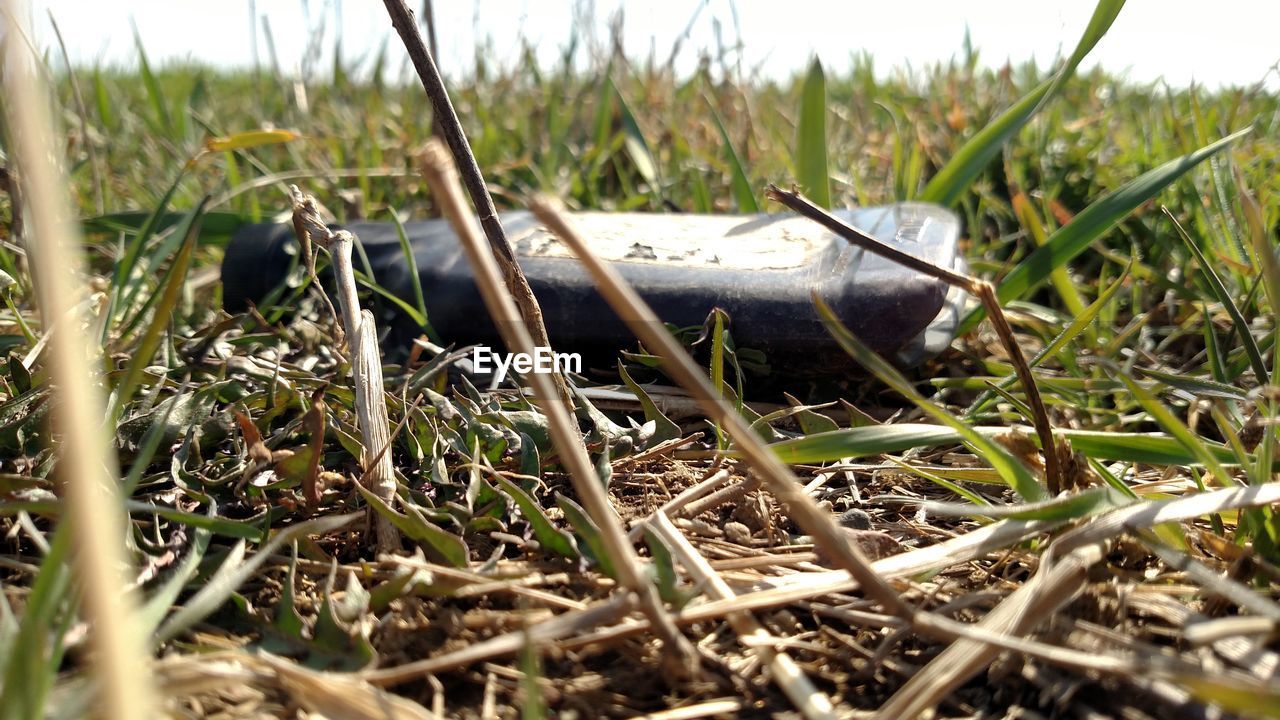 VIEW OF PLANTS IN FIELD