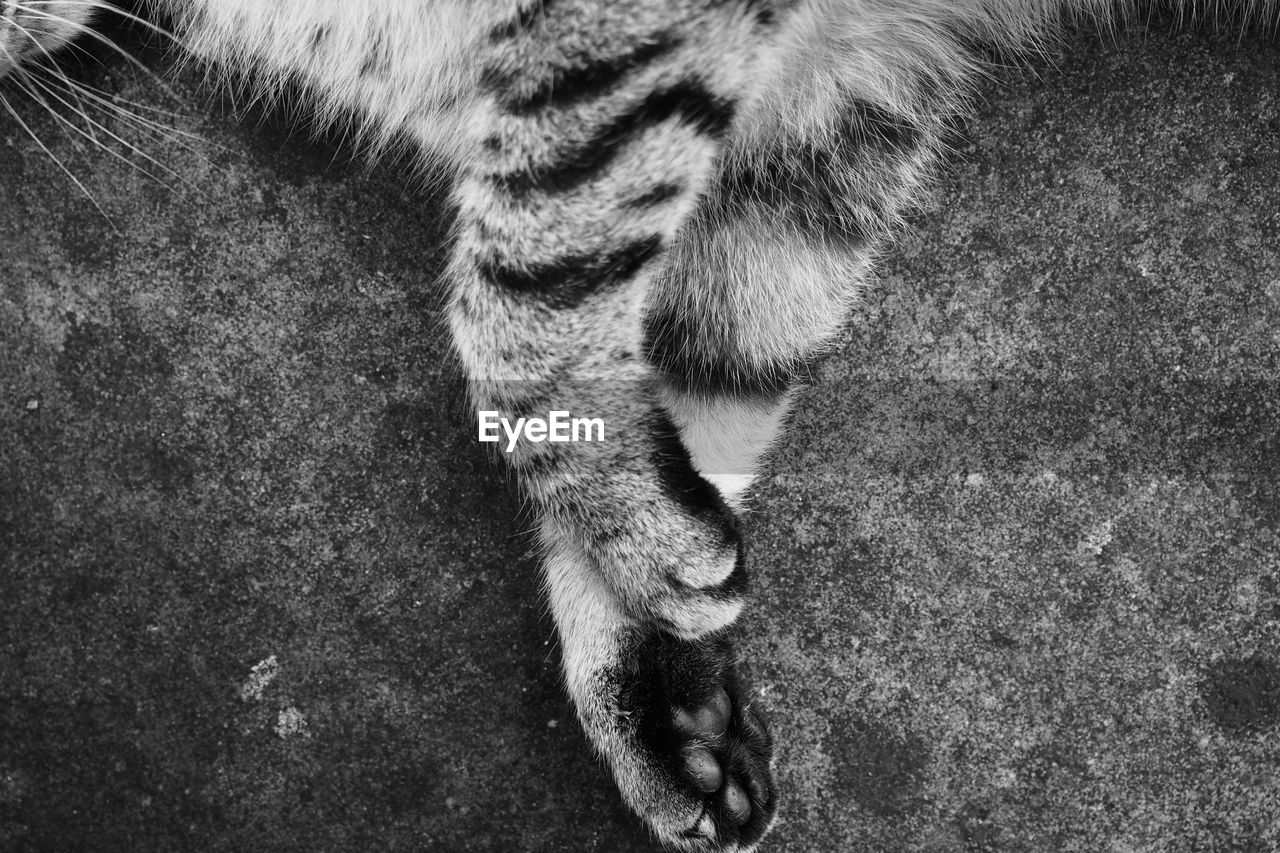 Cropped images of animal legs