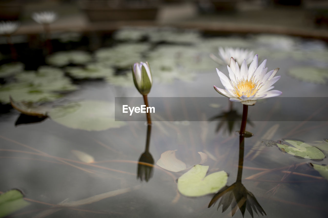 Close-up of lotus water lily in water