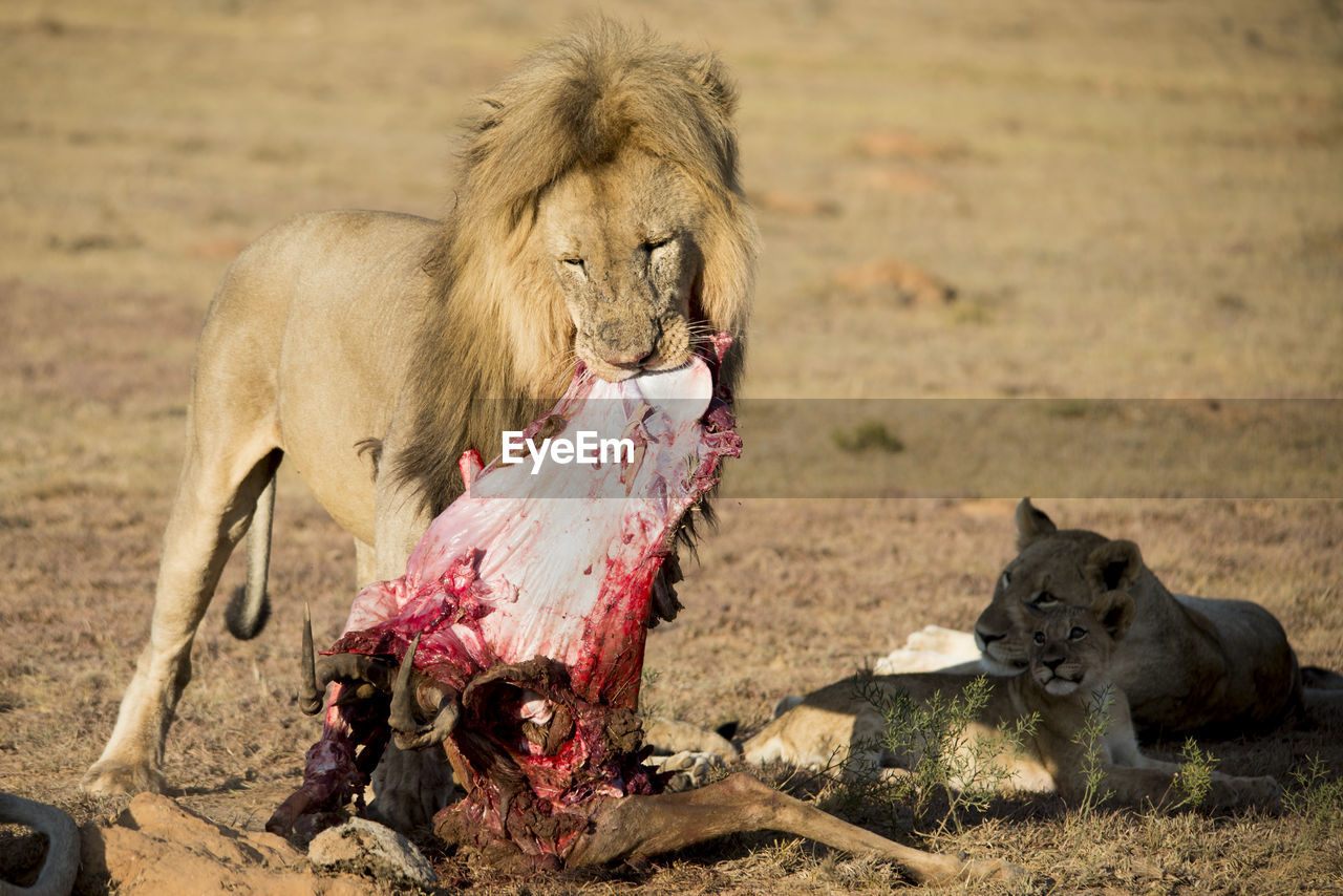 Lion family with meat on field