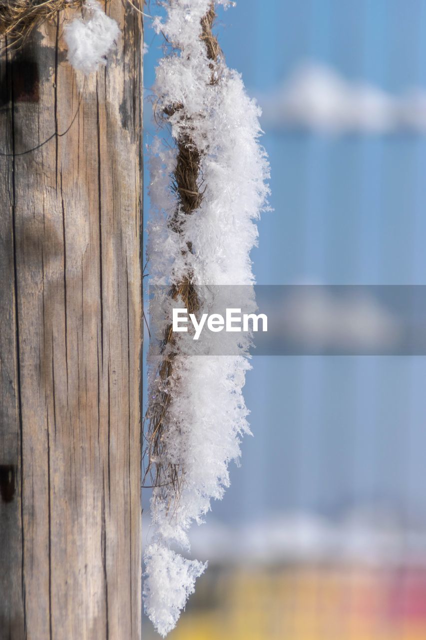 CLOSE-UP OF FROZEN TREE