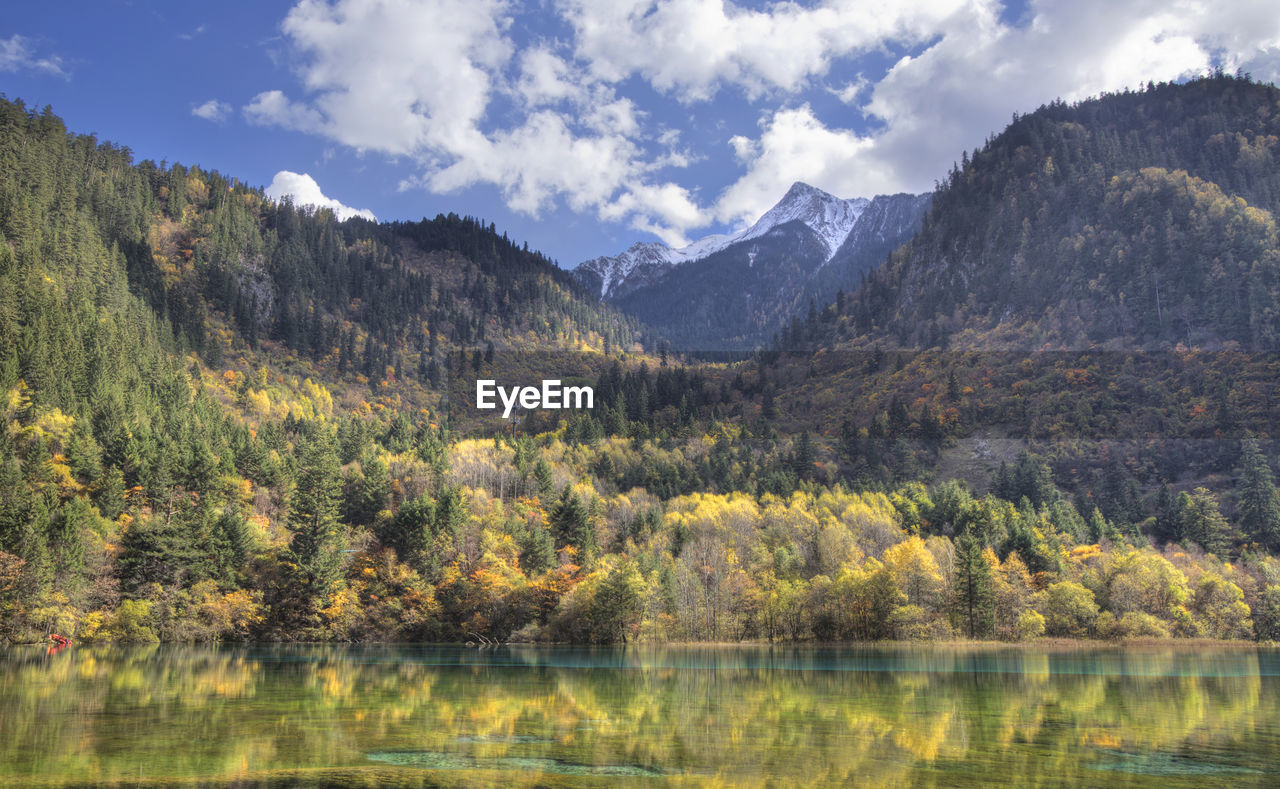 Scenic view of lake by trees in forest against sky