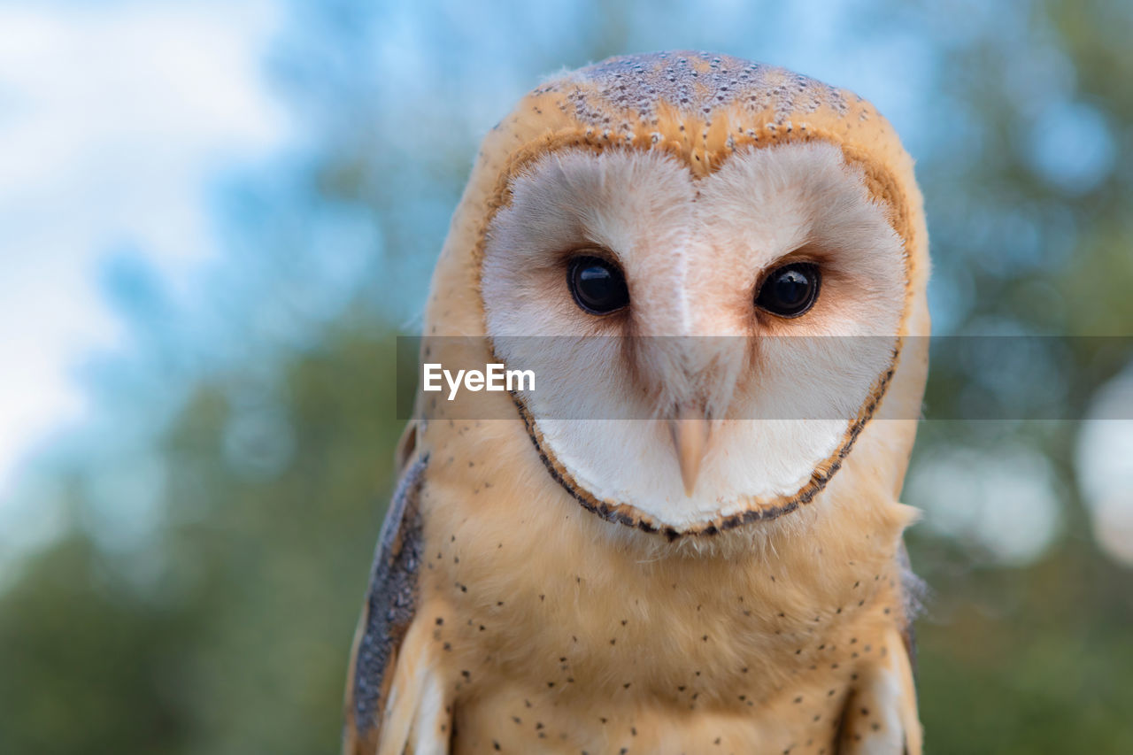 CLOSE-UP PORTRAIT OF A ANIMAL