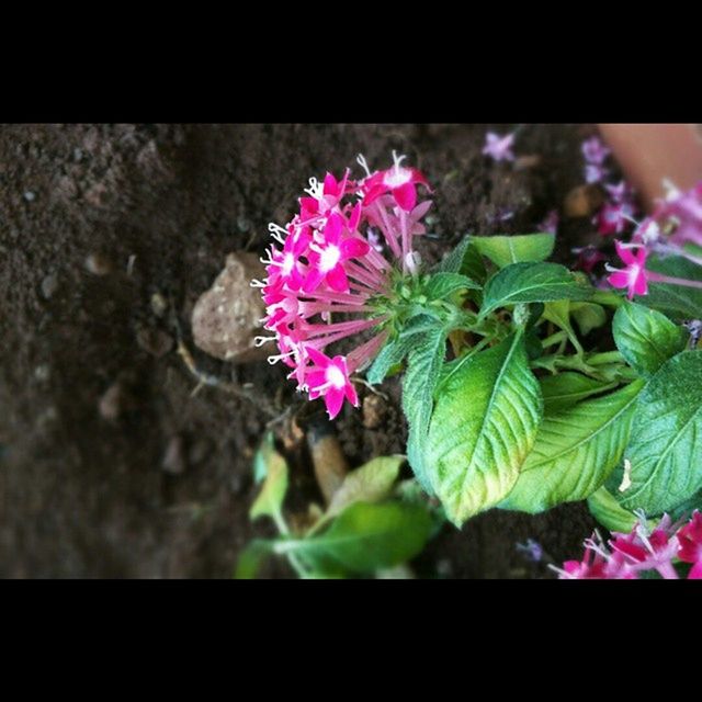 CLOSE-UP OF PINK FLOWERS BLOOMING IN GARDEN