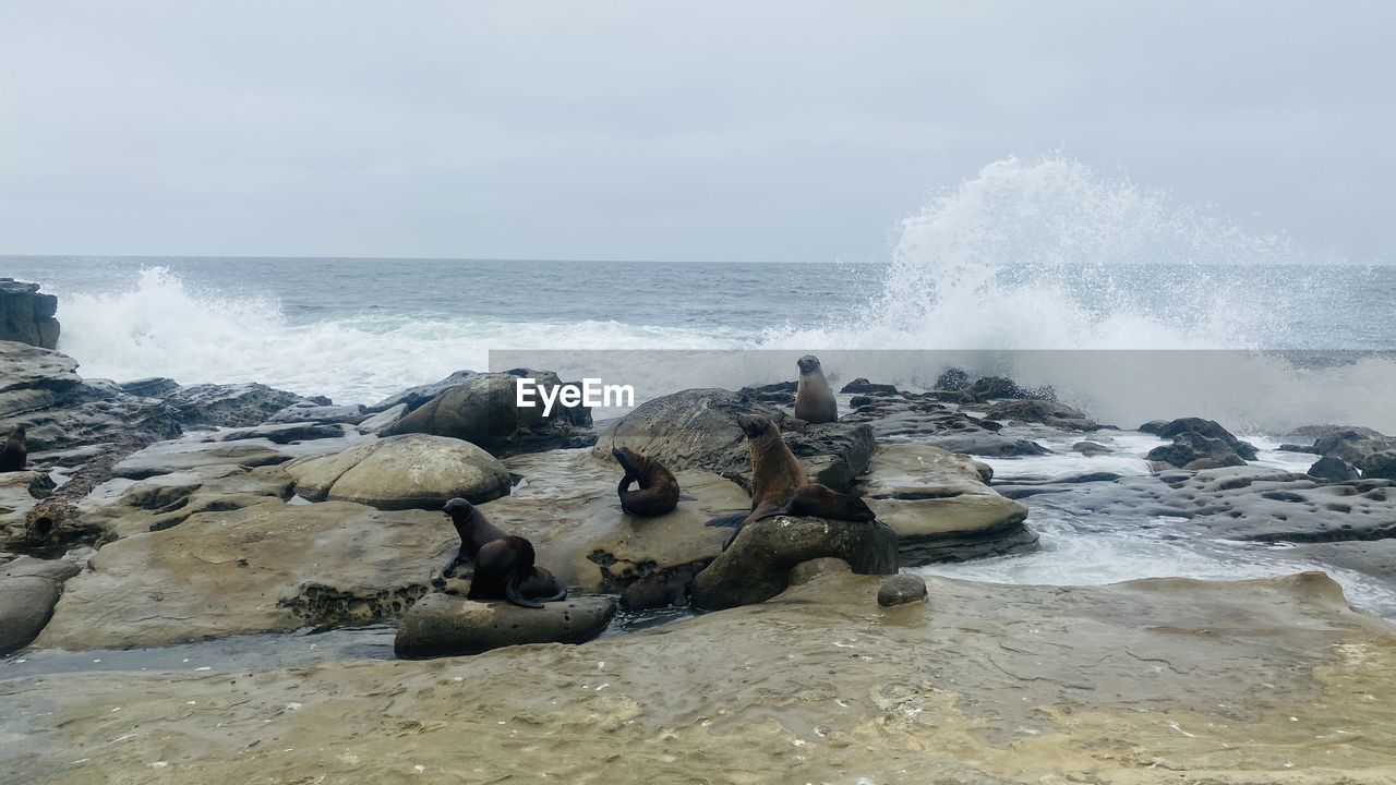 SCENIC VIEW OF SEA WAVES SPLASHING ON ROCKS