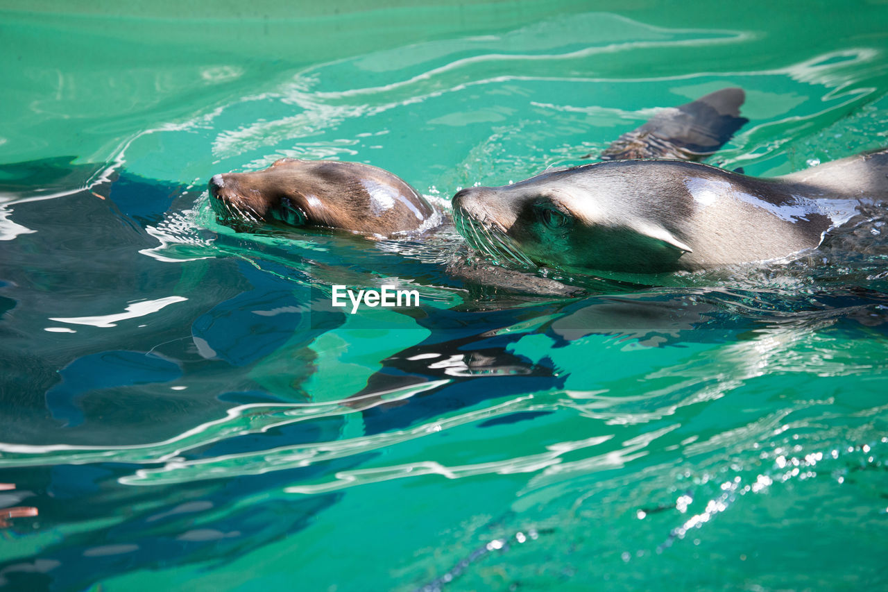 Seal underwater in pool