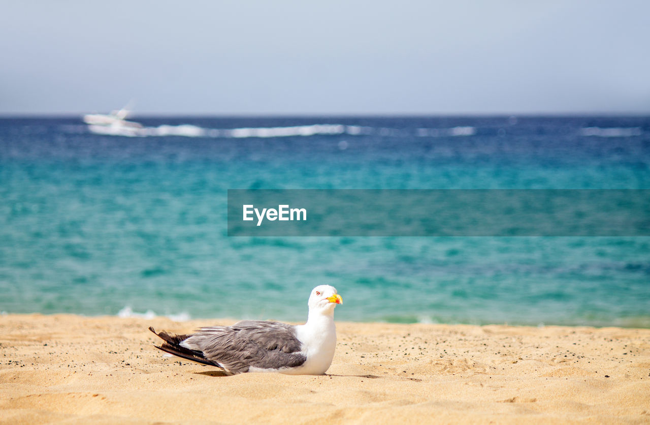 Seagull on a beach