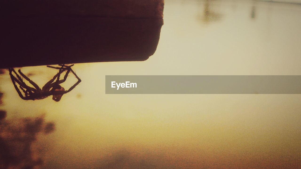 CLOSE-UP OF INSECT AGAINST SKY