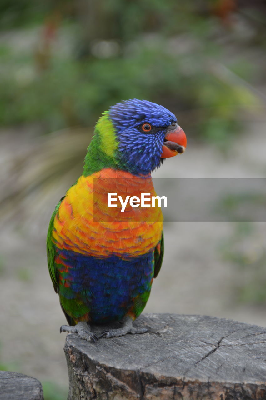 CLOSE-UP OF PARROT PERCHING ON BRANCH