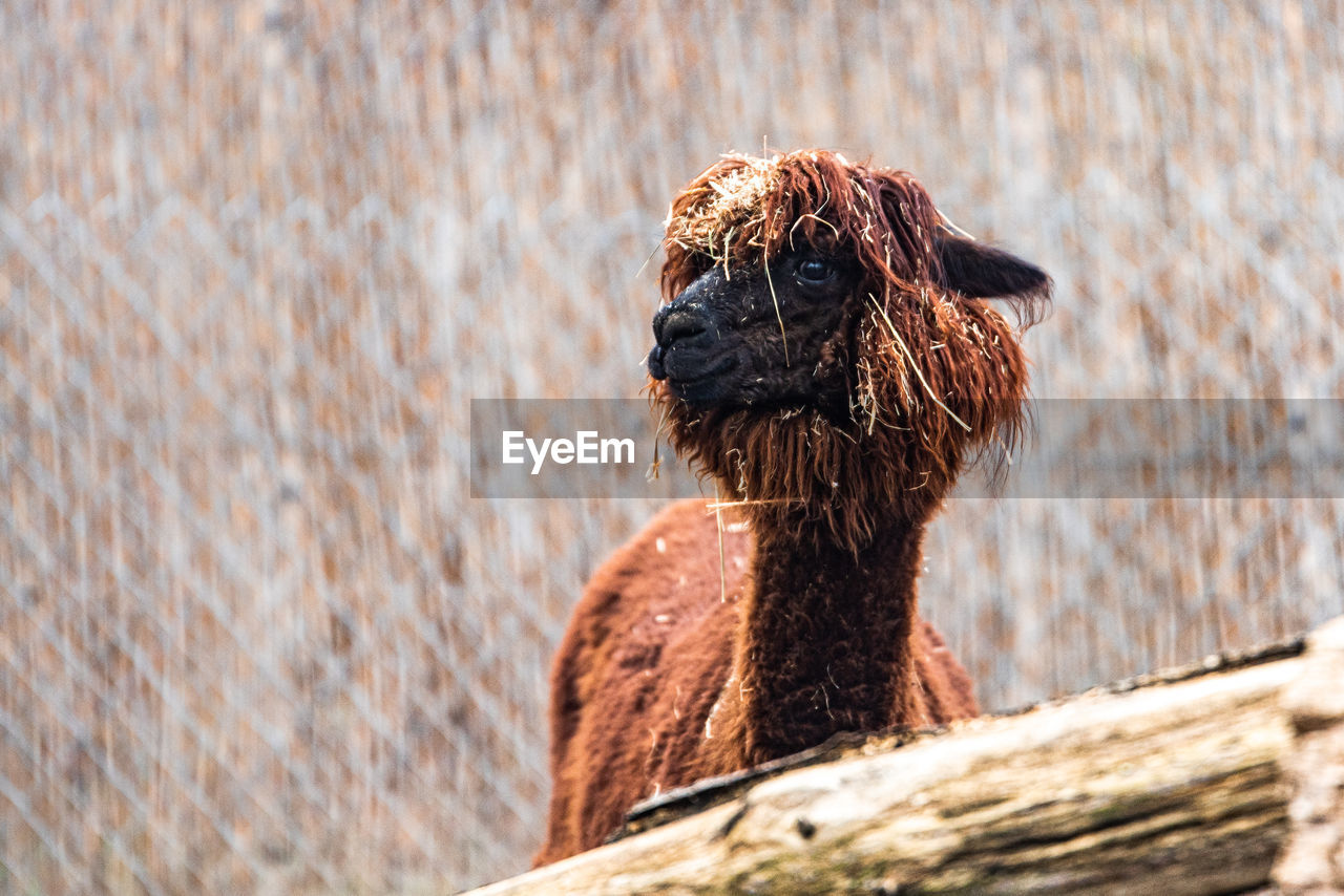 Close-up of a alpaca