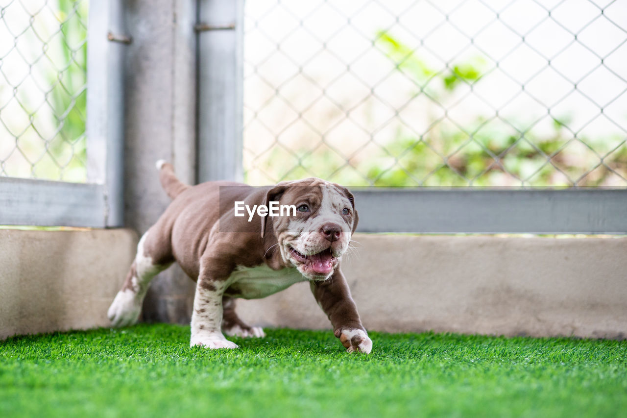 Dog standing in grass