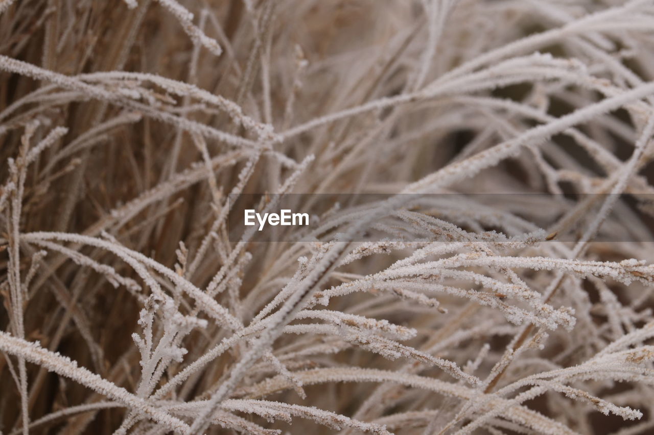 frost, branch, plant, grass, twig, winter, nature, close-up, no people, growth, cold temperature, snow, backgrounds, full frame, beauty in nature, freezing, tree, day, focus on foreground, land, frozen, selective focus, outdoors, ice, field, leaf, dry