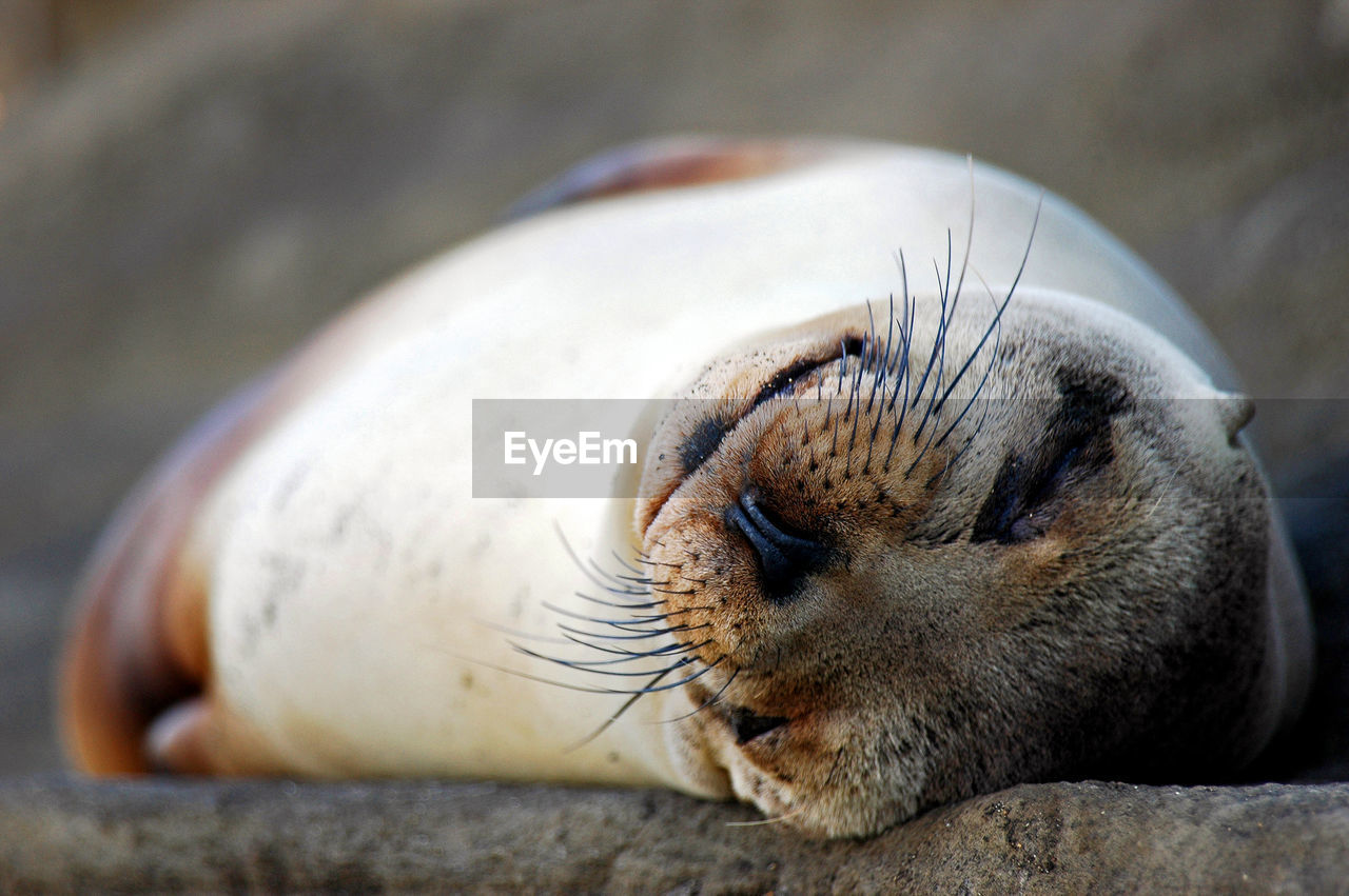 Galapagos sea lion relaxing on rock