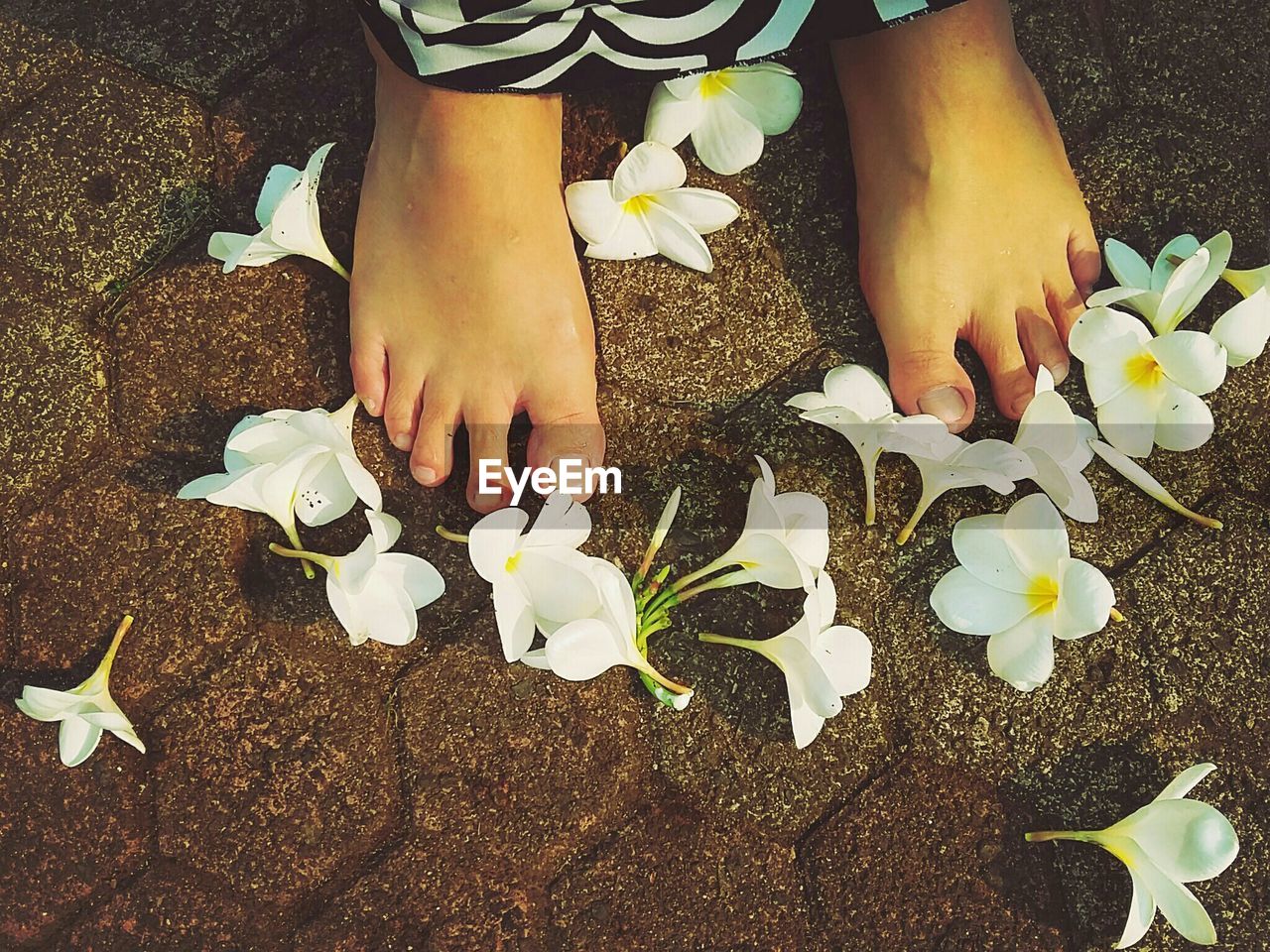 Low section of woman standing on footpath by white frangipanis