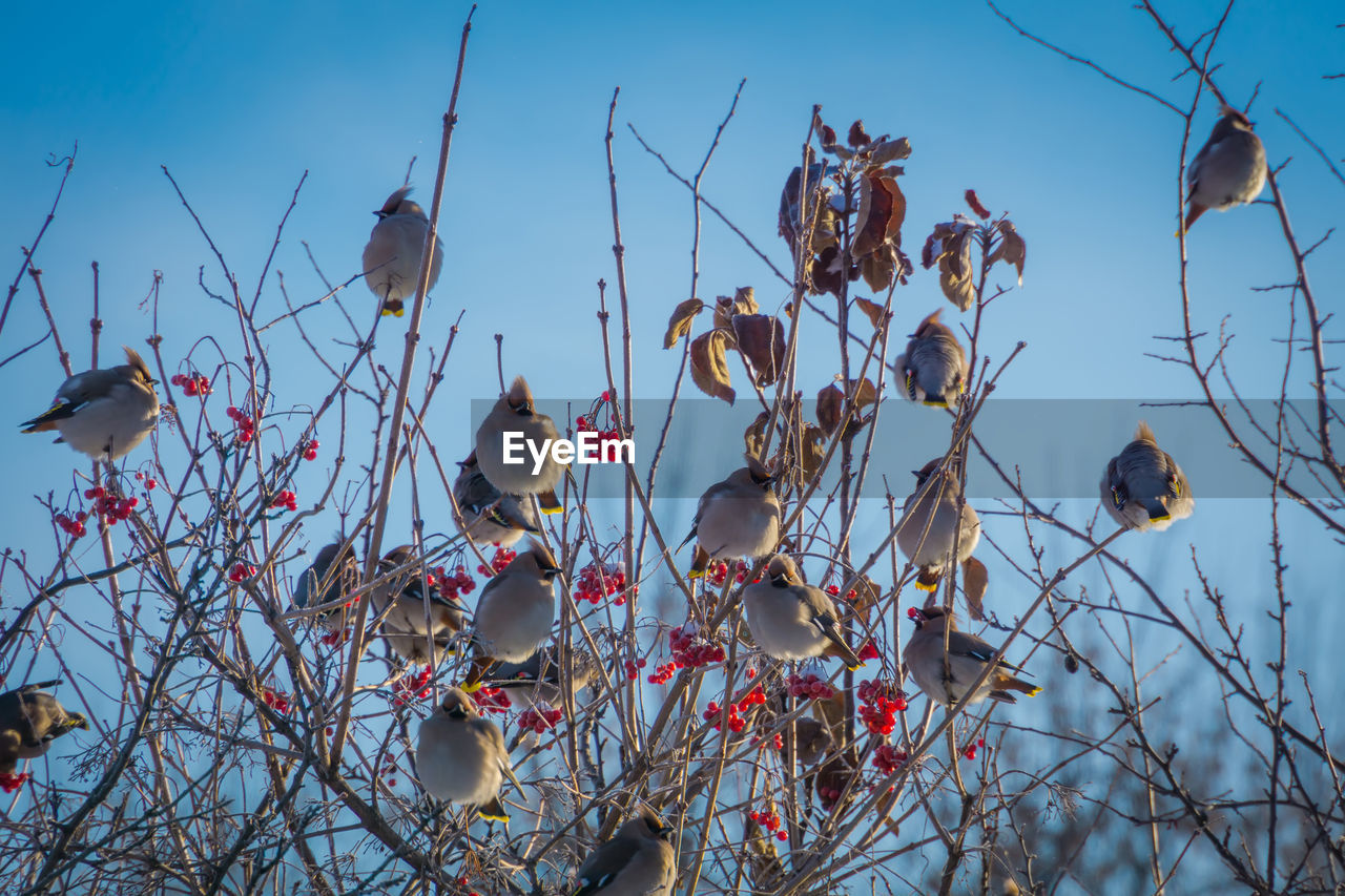 LOW ANGLE VIEW OF BIRDS PERCHING ON BARE TREE